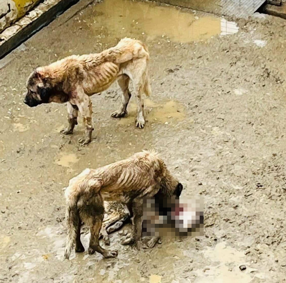 BİLECİK'İN BOZÜYÜK İLÇESİNDEKİ DOĞAL YAŞAM ALANI'NDA AÇ KALAN KÖPEKLER BİRBİRLERİNİ YERKEN, ÇIKAN...