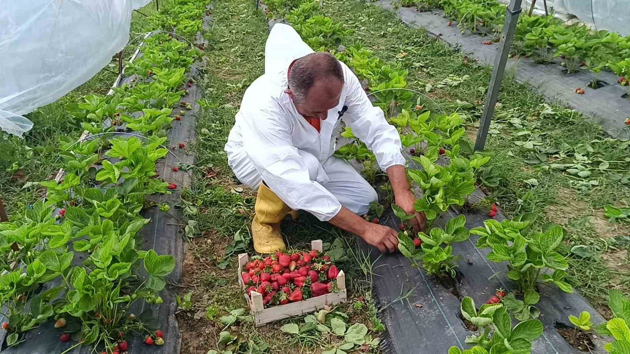BİLECİK'TE DESTEK DESTEKLİ BİR PROJEYE SONRASI ALDIĞI 12 BİN ADET HİBE ÇİLEK FİDESİYLE BAŞLADIĞI...