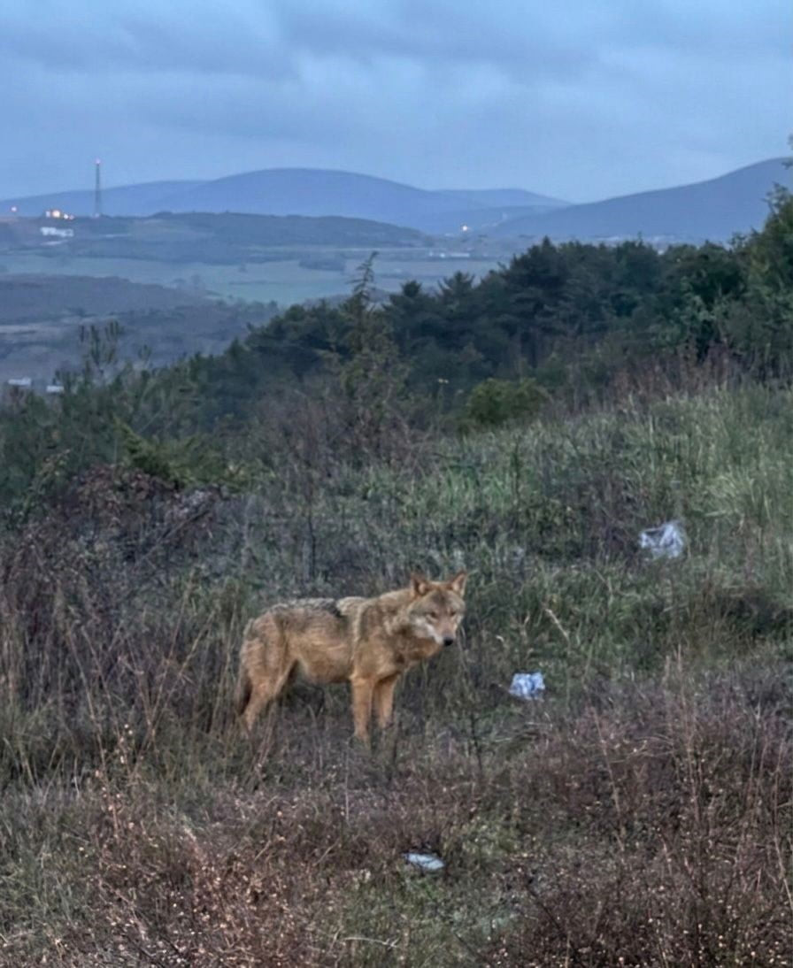 BİLECİK'TE GÖRÜLEN EVCİL KURT GÖRENLERİ HAYRETE DÜŞÜRDÜ
