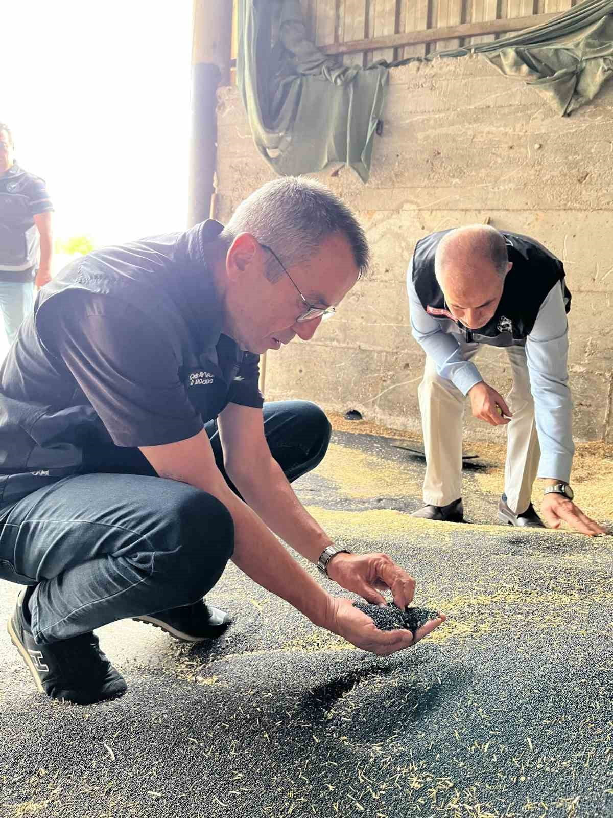 BİLECİK’TE KANOLA VE AYÇİÇEĞİ ALIMLARI HIZ KAZANDI