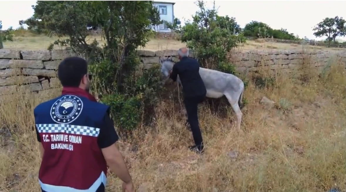 BİNGÖL’DE KARAYOLLARINDA BULUNAN 68 SAHİPSİZ BAŞIBOŞ HAYVAN TOPLANARAK BELEDİYELERE AİT GEÇİCİ...