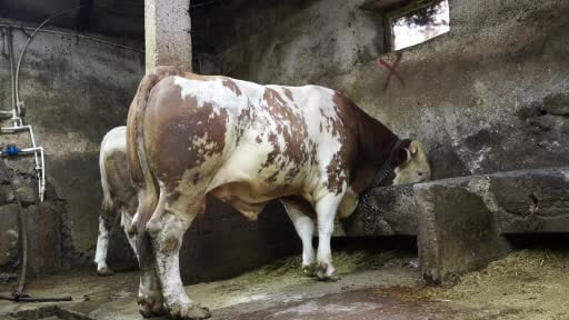 Bir ton 250 kilogramlık dev tosun 550 bin TL'ye satıldı