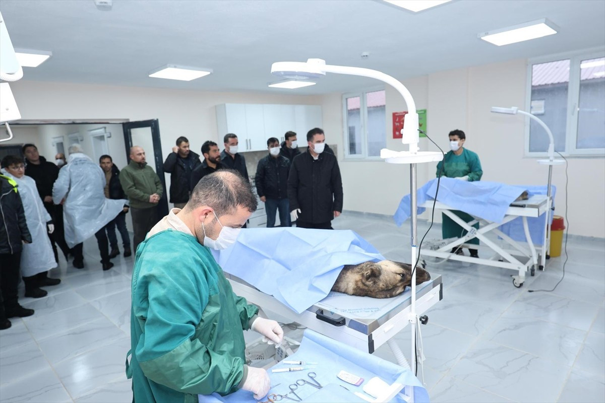 Bitlis Valisi Ahmet Karakaya, Sokak Hayvanları Bakımevi ve Doğal Yaşam Alanı'nda yapılan kış...
