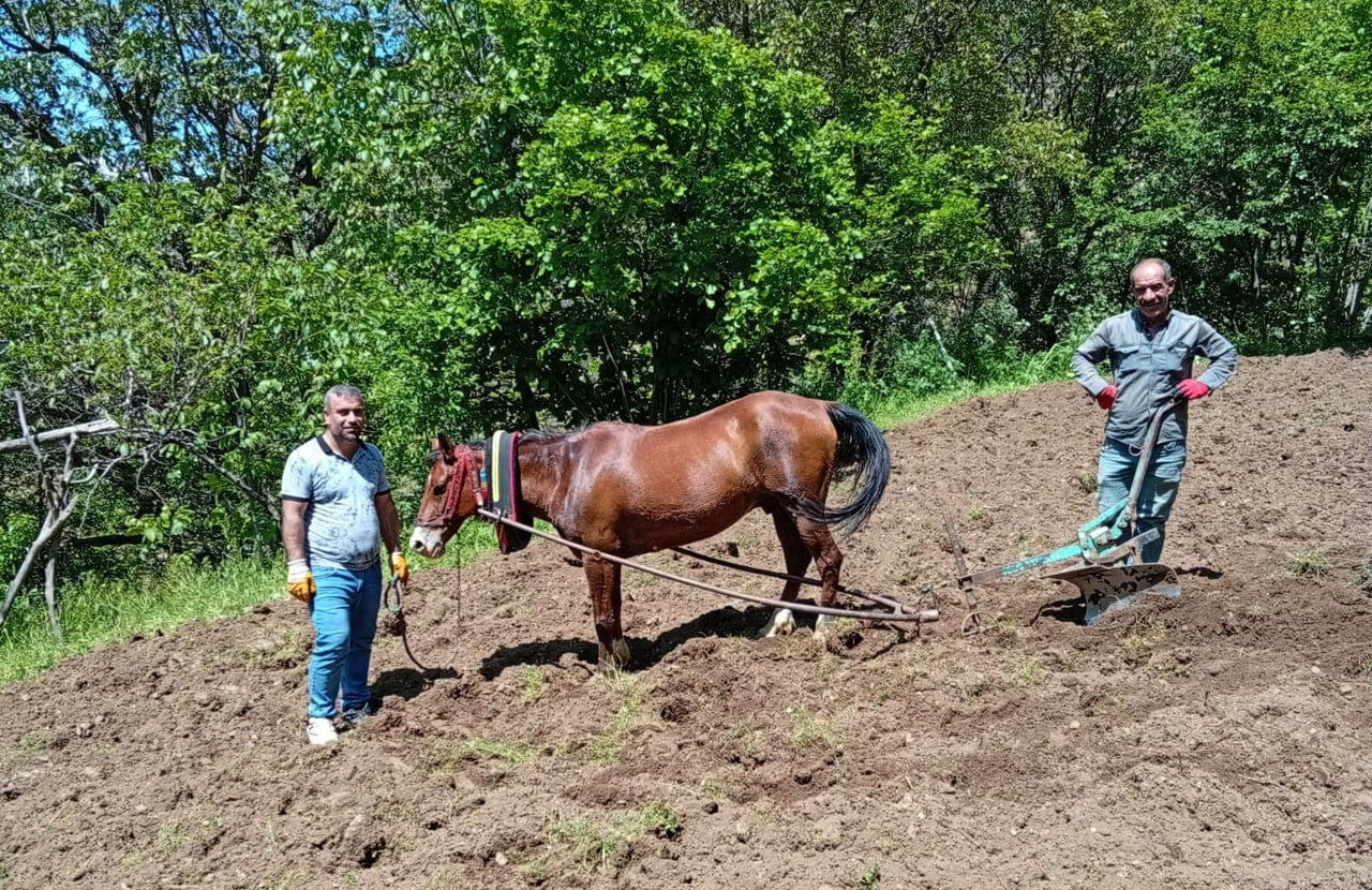 BİTLİS'İN HİZAN İLÇESİNE BAĞLI SÜTTAŞI KÖYÜ BEJYAN MEZRASI’NDA YAŞAYAN VATANDAŞLAR, TARLALARINI AT...