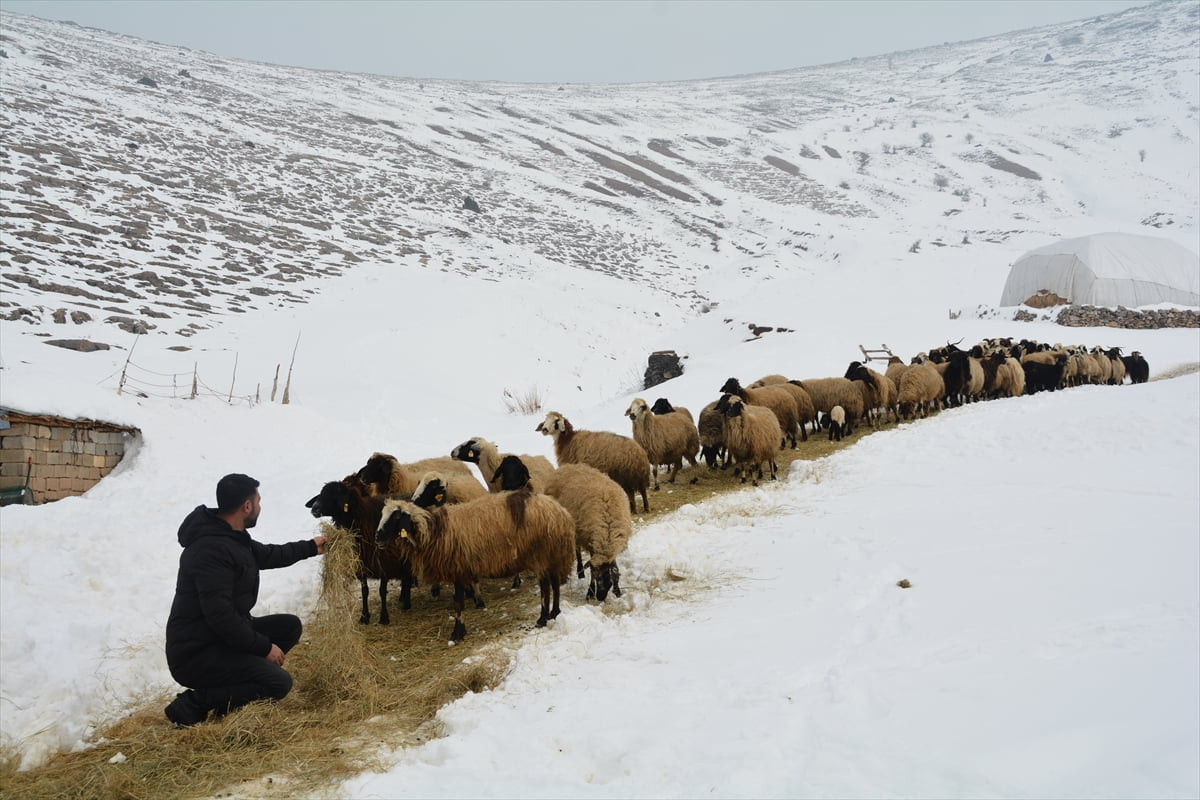 Bitlis'in Tatvan ilçesinde besiciler, çetin kış şartları ve dondurucu soğukta da hayvanlarının...