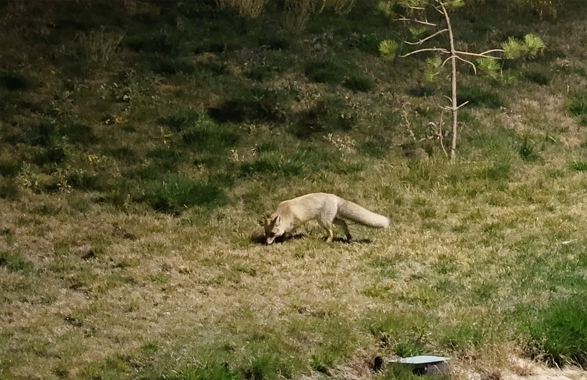 Bitlis'te aç kalan tilki, yerleşim yeri yakınında yiyecek ararken objektife yansıdı.