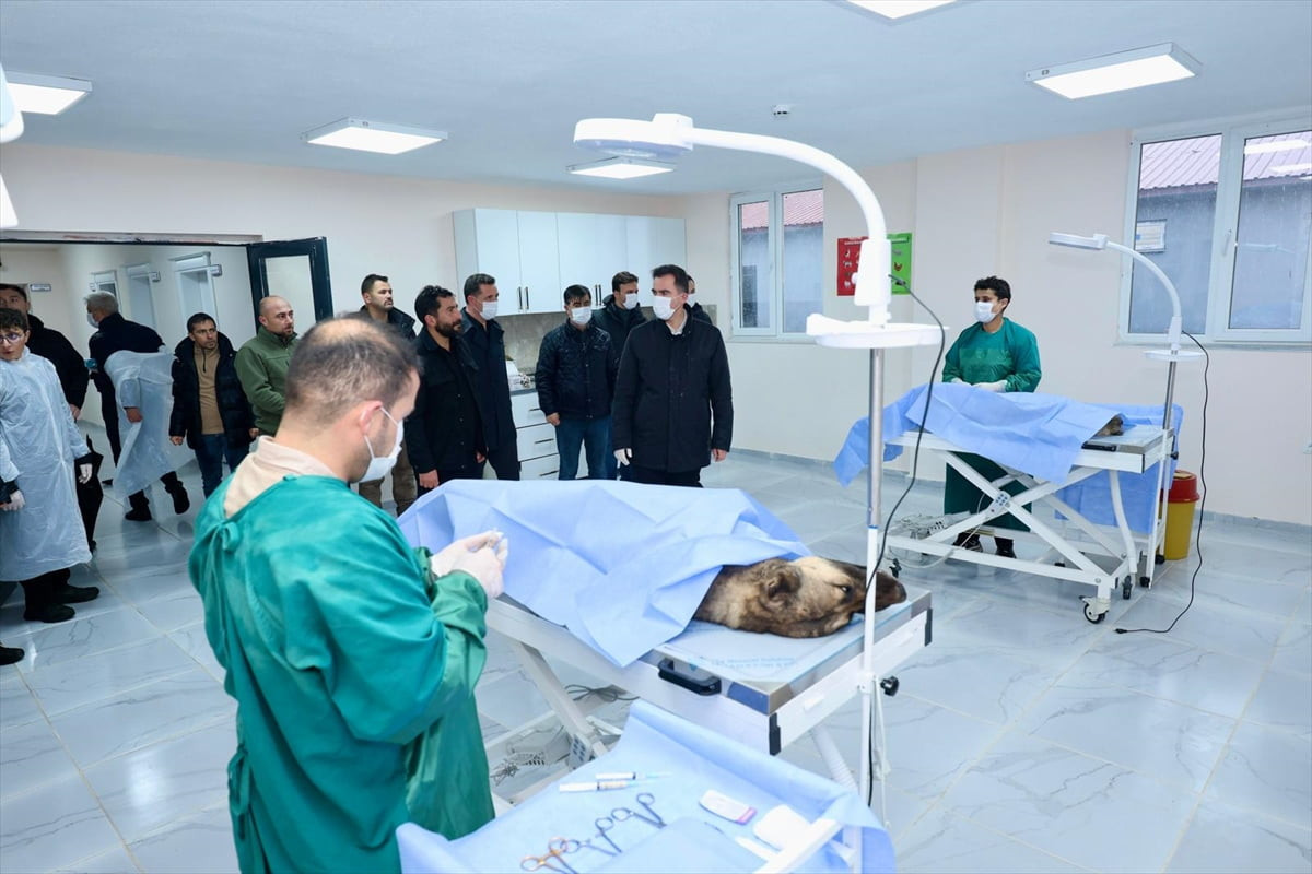 Bitlis'te son 6 ayda 1752 sahipsiz köpek Hayvan Bakım ve Doğal Yaşam Alanı'na alındı.  Valiliğin...