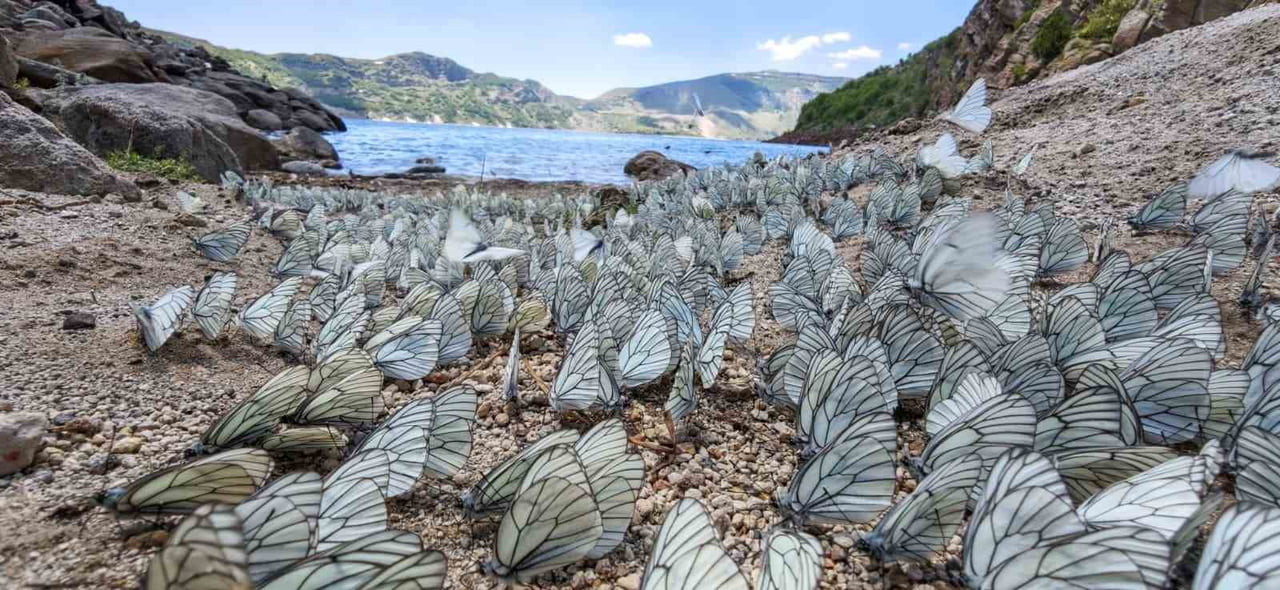 BİTLİS'TEKİ NEMRUT KRATER GÖLÜ, BU KEZ BÜYÜLEYİCİ BİR DOĞA OLAYINA EV SAHİPLİĞİ YAPTI. YÜZLERCE...