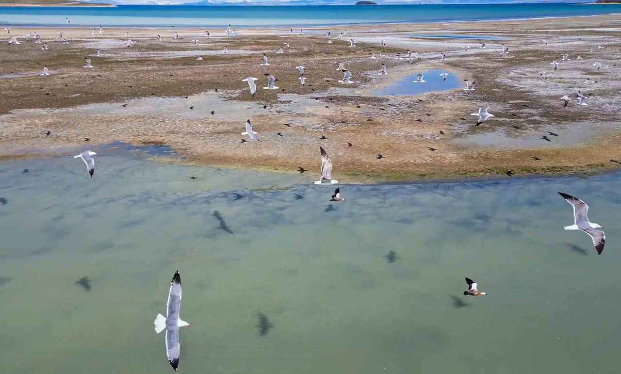 BİTLİS’İN ADİLCEVAZ, AHLAT VE TATVAN SINIRLARI İÇİNDE BULUNAN VAN GÖLÜ HAVZASINDA NESLİ TEHLİKE...