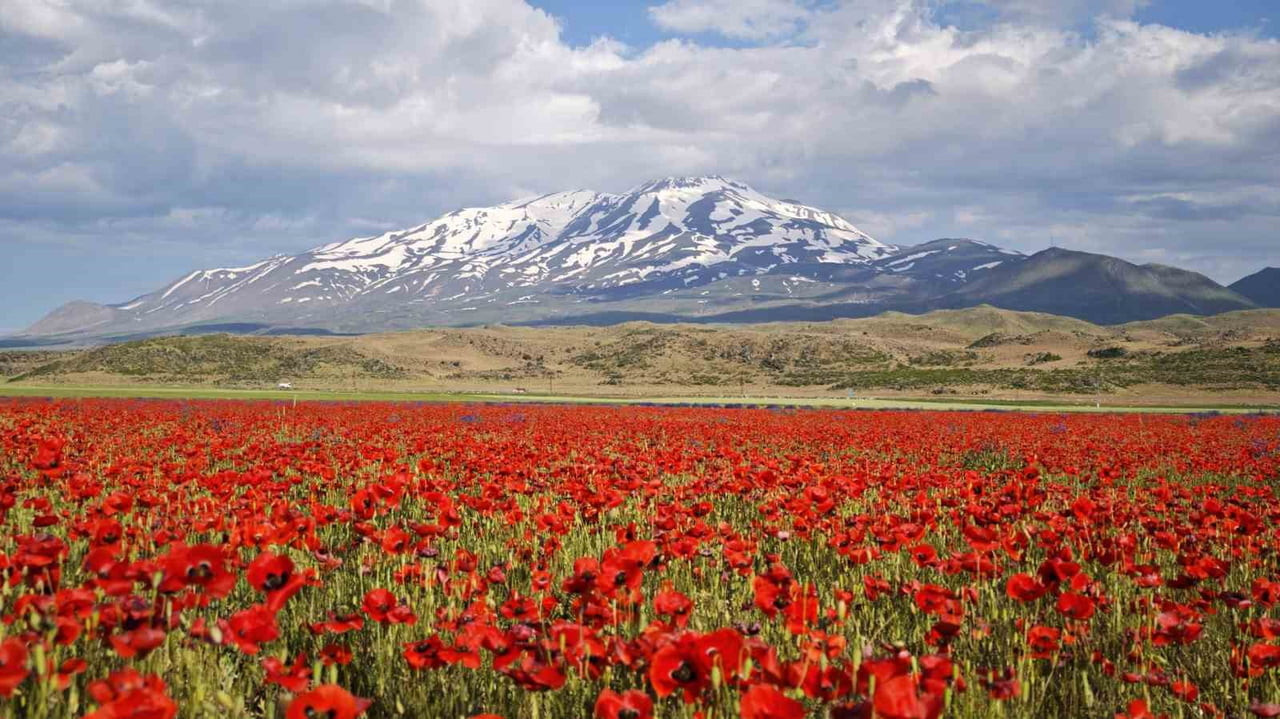 BİTLİS’İN ADİLCEVAZ İLÇESİNDE BULUNAN GÜLİSTAN OVASI, AÇAN GELİNCİK ÇİÇEKLERİYLE ADETA KIRMIZI BİR...