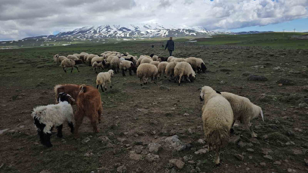 BİTLİS’İN ADİLCEVAZ İLÇESİNDE HAVALARIN ISINMASIYLA BİRLİKTE BESİCİLER, SÜRÜLERİNİ YÜKSEK RAKIMLI...