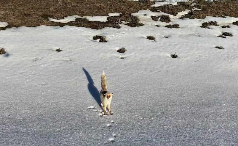 BİTLİS’İN AHLAT İLÇESİNDE KARLA KAPLI ARAZİDE YİYECEK ARAYAN BİR TİLKİ, DRON KAMERASINA...