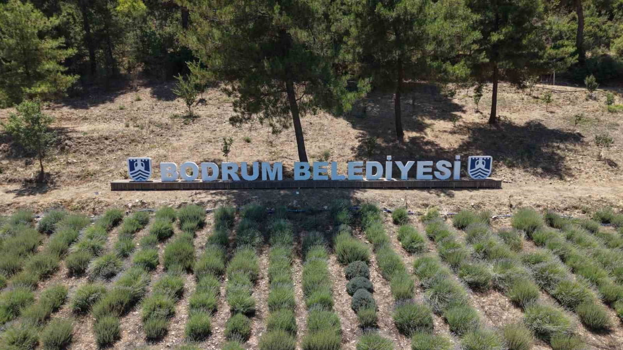 BODRUM BELEDİYESİ TARIMSAL HİZMETLER MÜDÜRLÜĞÜ TARAFINDAN BU YIL 6'NCISI DÜZENLENEN GENÇLİK TARIM...