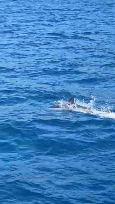BODRUM İLÇESİNDE DENİZE AÇILAN VATANDAŞLAR, AÇIK DENİZDE KARŞILAŞTIKLARI YUNUSUN TEKNEYE EŞLİK...