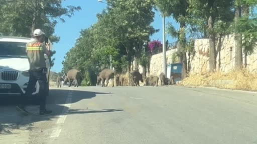Bodrum'da gündüz vakti, domuz sürüsü mahalleye indi