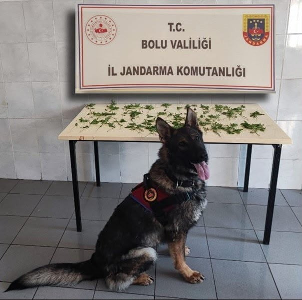BOLU'DA JANDARMA EKİPLERİNCE KAÇAKÇILIK VE UYUŞTURUCU MADDE TİCARETİYLE MÜCADELE KAPSAMINDA...