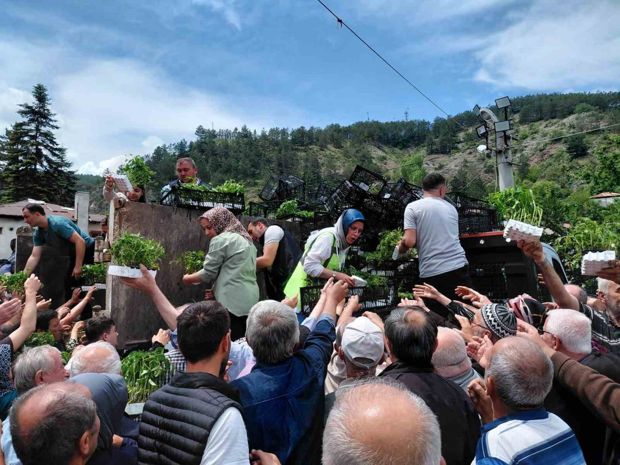 BOLU'NUN MUDURNU İLÇESİNDE VATANDAŞLARA ÜCRETSİZ OLARAK DAĞITILAN FİDE, DAKİKALAR İÇERİSİNDE...