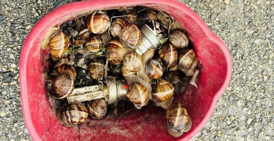 BOLU’DA İZİNSİZ ŞEKİLDE TOPLANDIĞI TESPİT EDİLEN 16 KİLOGRAM SALYANGOZ, EKİPLER TARAFINDAN DOĞAL...