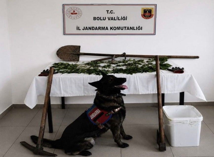 BOLU’DA KAÇAKÇILIKLA MÜCADELE ÇALIŞMALARI KAPSAMINDA DÜZENLENEN OPERASYONDA 73 KÖK KENEVİR BİTKİSİ...