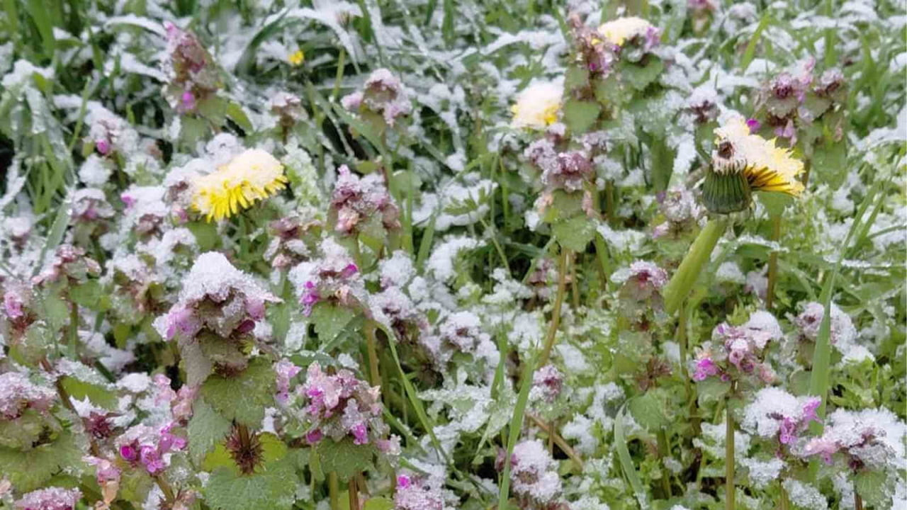 BOLU’NUN MUDURNU İLÇESİNDE BAHAR AYINDA AÇAN ÇİÇEKLER, ETKİLİ OLAN KAR YAĞIŞIYLA BEYAZA...
