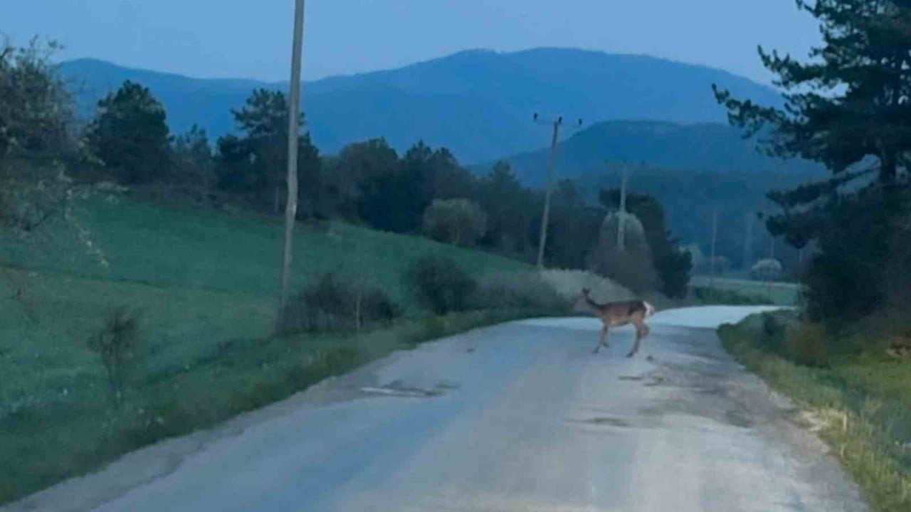 BOLU’NUN MUDURNU İLÇESİNE BAĞLI TAŞKESTİ BELDESİNDE, YOLUN KARŞISINA GEÇMEYE ÇALIŞAN KARACA SÜRÜSÜ...
