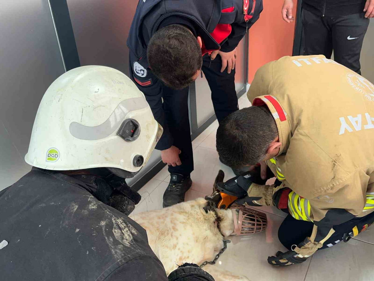 BOYNUNA ZİNCİR SIKIŞAN KÖPEĞİN İMDADINA İTFAİYE YETİŞTİ