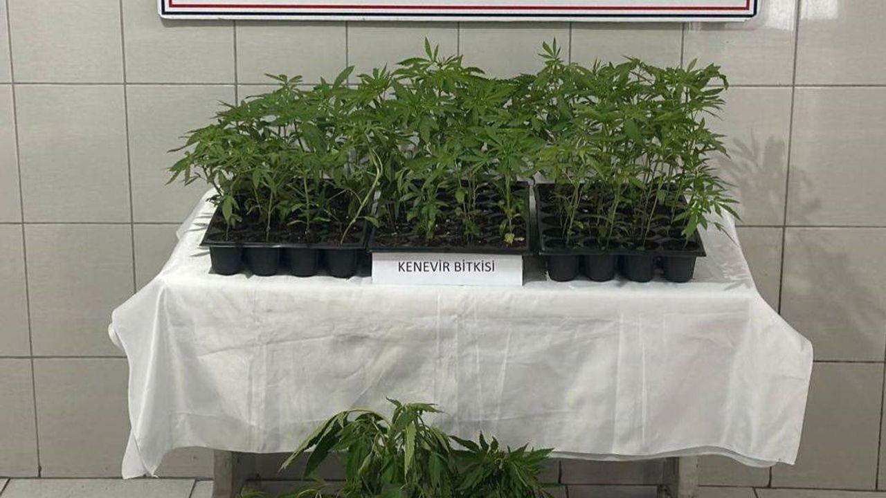 Bozdoğan’da Uyuşturucu İle Mücadele: 174 Kök Kenevir Ele Geçirildi