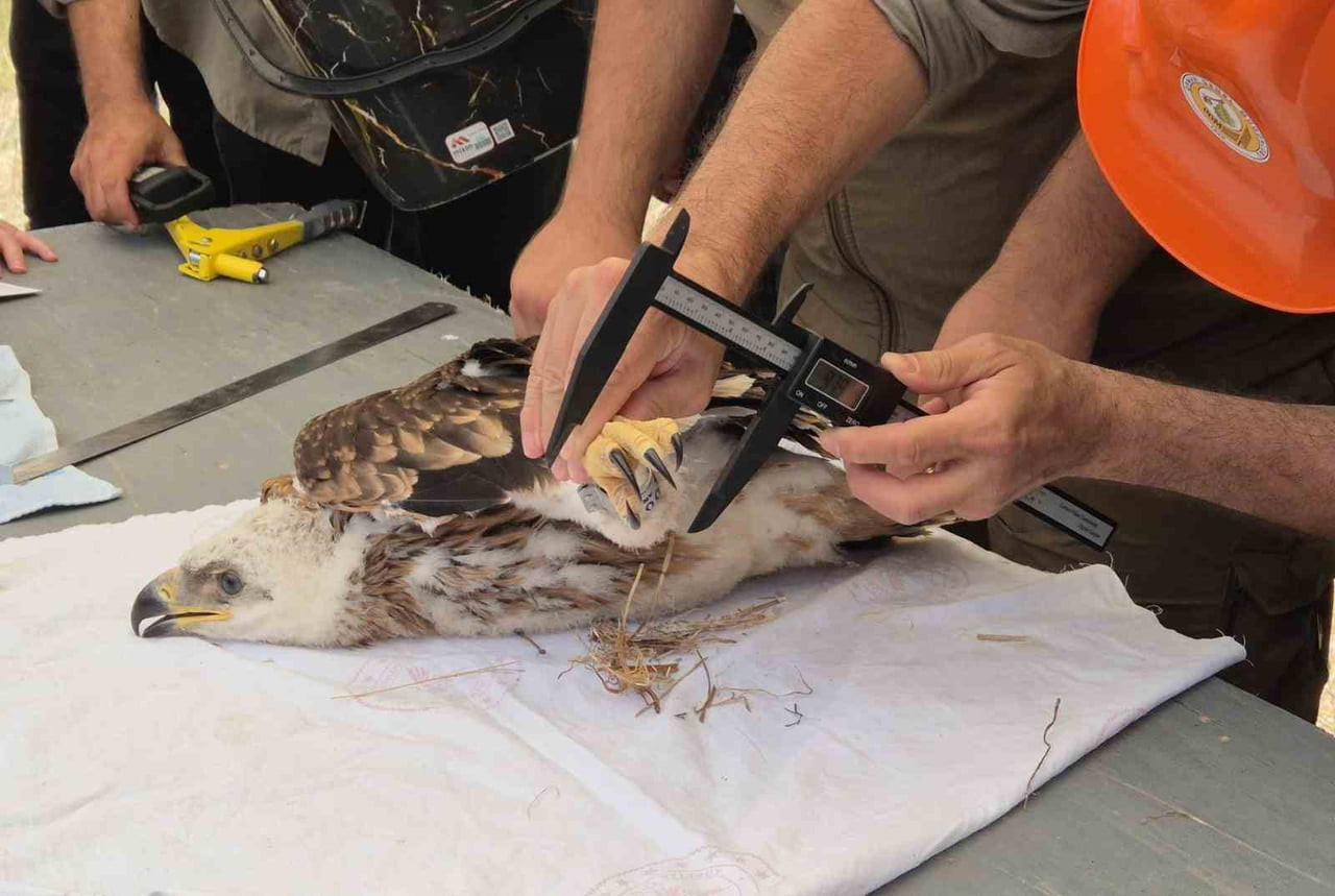 BU SAYEDE ELDE EDİLECEK VERİLERLE, TÜRÜN KORUNMASINA YÖNELİK BİLİMSEL ÇALIŞMALARIN GÜÇLENDİRİLMESİ...