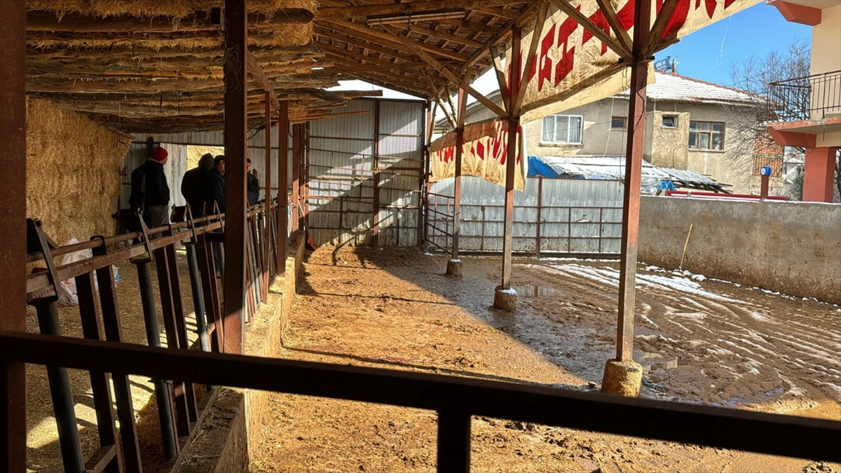 Burdur'da besicilik yapan bir kişinin ahırında elektrik akımına kapılan 14 büyükbaş hayvan telef...