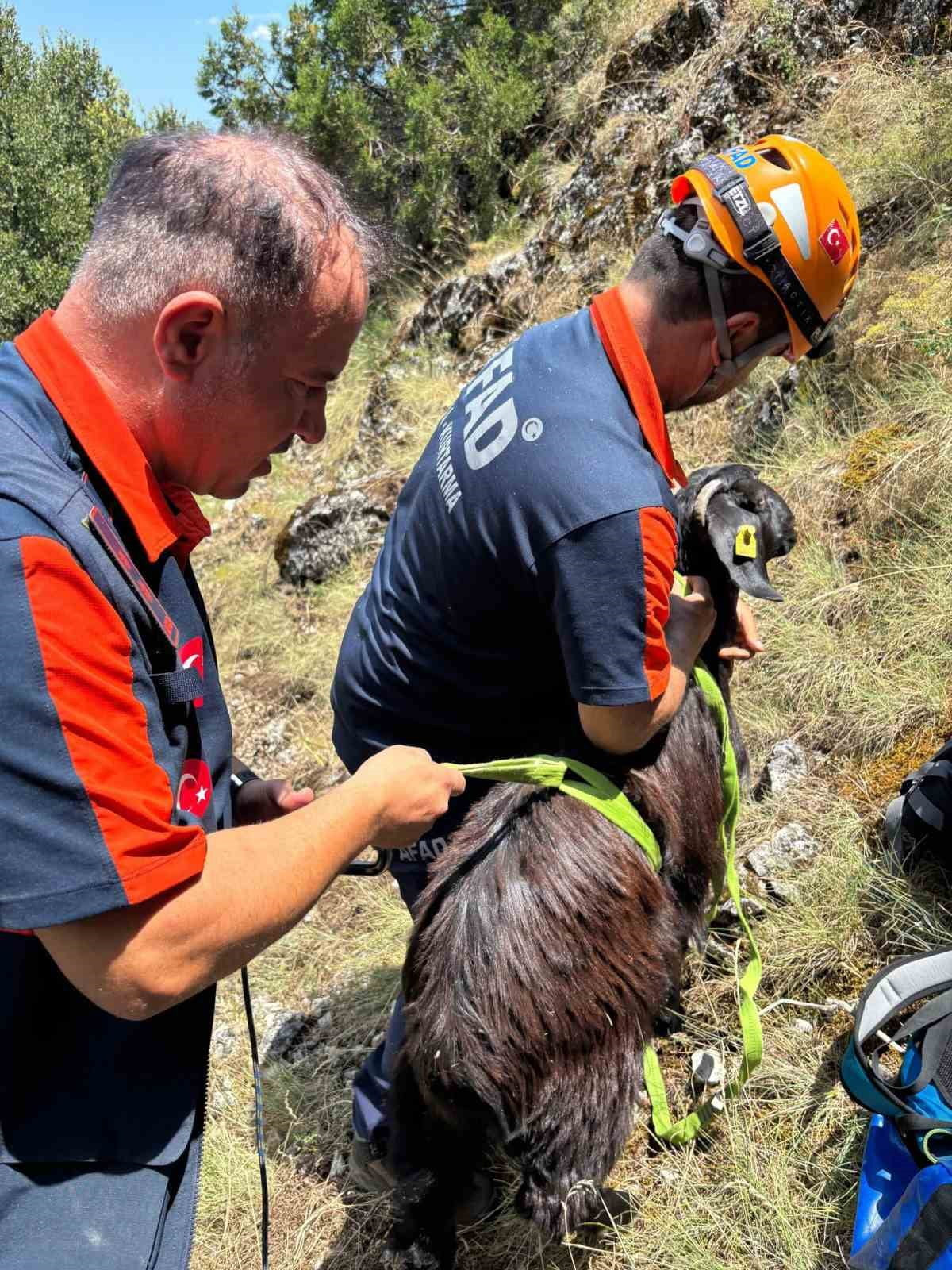 BURDUR'DA DAĞLIK ALANDA MAHSUR KALAN KEÇİLER, EKİPLERCE KURTARILARAK SAHİBİNE TESLİM...