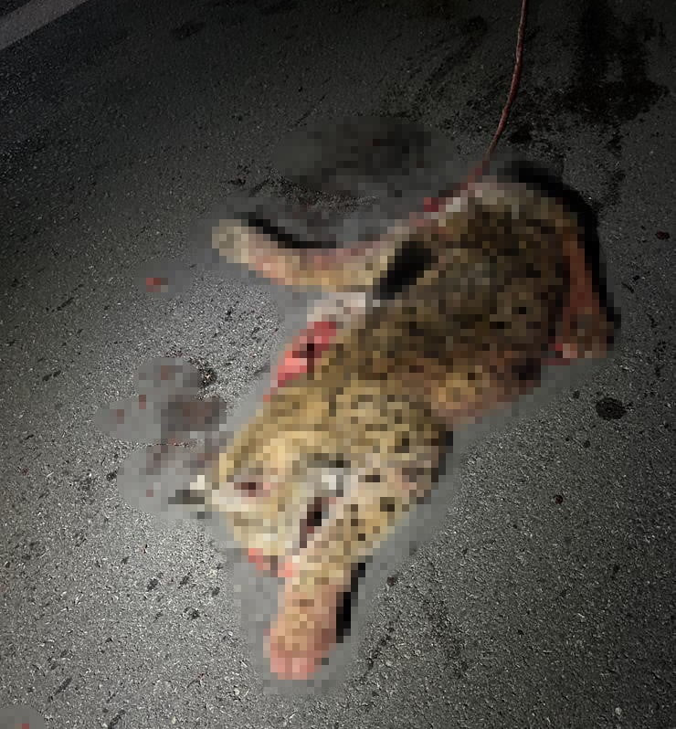 BURDUR'DA OTOMOBİLİN ÇARPTIĞI KORUMA ALTINDAKİ VAŞAK TELEF OLURKEN EKİPLER TARAFINDAN İNCELEME...