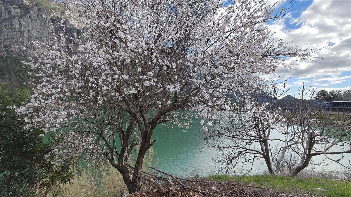 Burdur'un Bucak ilçesinde badem ağaçları şubat ayında çiçek açtı.