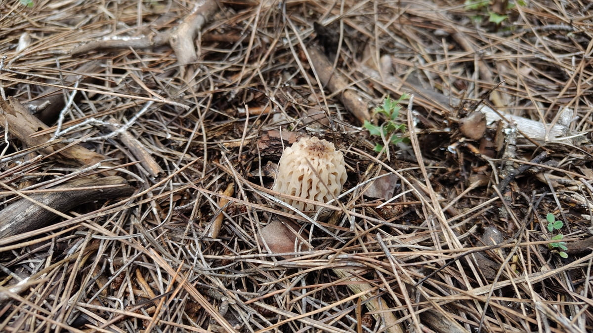 Burdur'un Bucak ilçesinde doğada kendiliğinden yetişen kuzugöbeği mantarı, yöre halkı tarafından...
