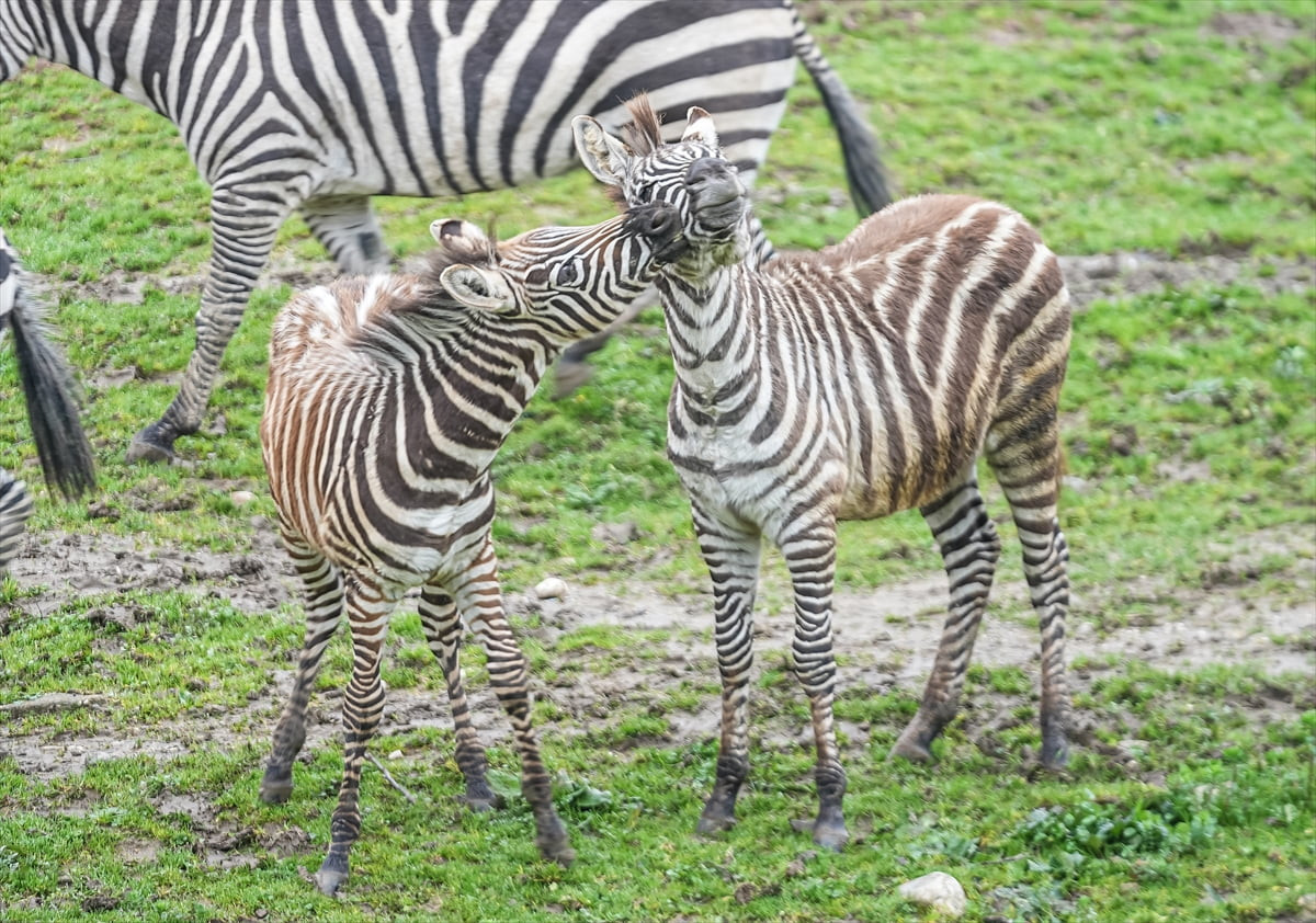 Bursa Hayvanat Bahçesi'nde 2 yavrunun dünyaya gelmesiyle zebra sayısı 11'e yükseldi. Güney Afrika...