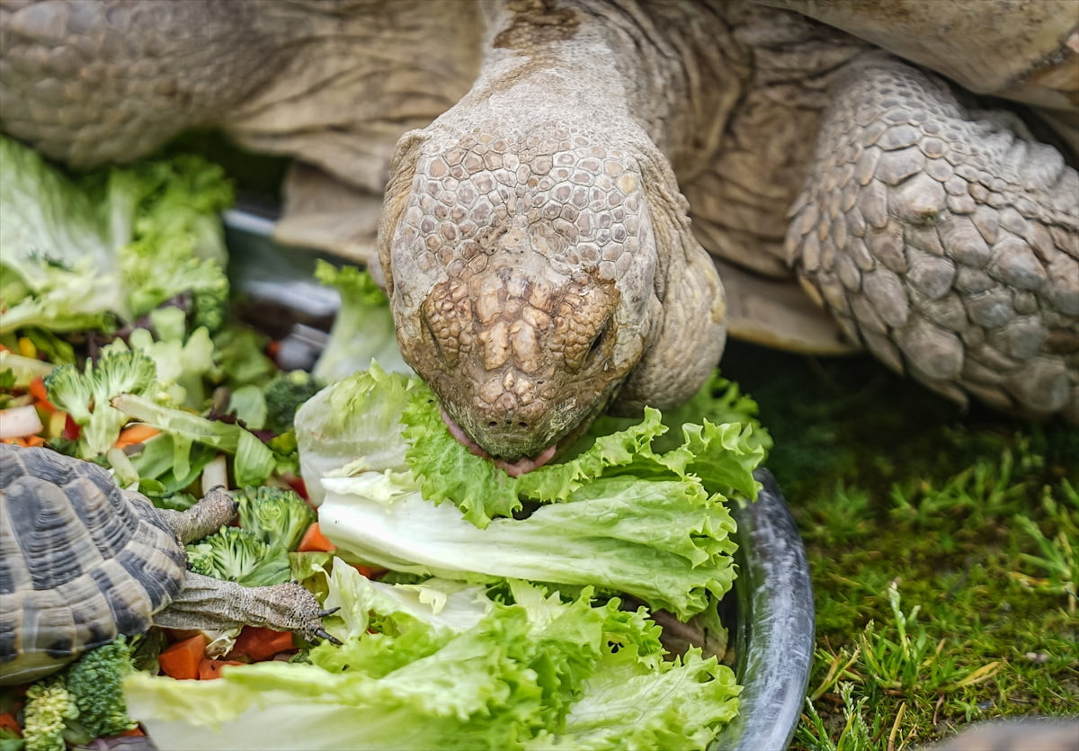 Bursa Hayvanat Bahçesi'nde bulunan Afrika kaplumbağaları ve çizgili kuyruksürenler (mongoz), soğuk...