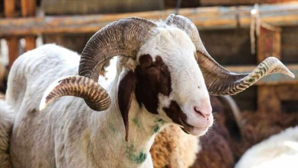 Bursa kurbanlık fiyatları ne kadar