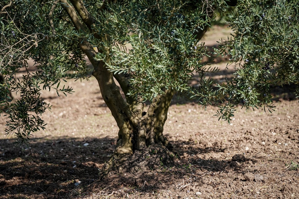 Bursa Uludağ Üniversitesi Ziraat Fakültesi Tarım Ekonomisi Bölümü Öğretim Üyesi Prof. Dr. Serkan...