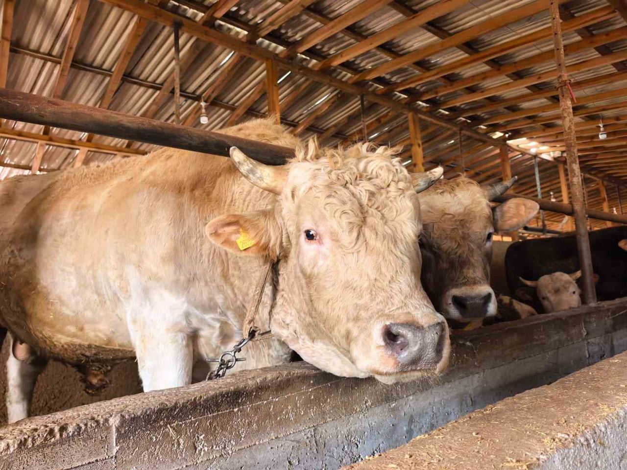 BURSA'DA KURBANLIK HAYVAN SATIŞI YAPILAN ÇİFTLİKTEKİ, BİR TON 100 KİLO AĞIRLIĞINDAKİ 'PAŞA' İSMİ...