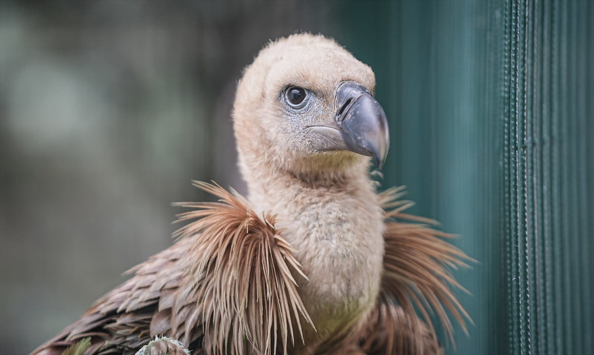 Bursa'nın İnegöl ilçesinde yaralı bulunan kızıl akbaba, Karacabey ilçesindeki Ovakorusu Celal Acar...