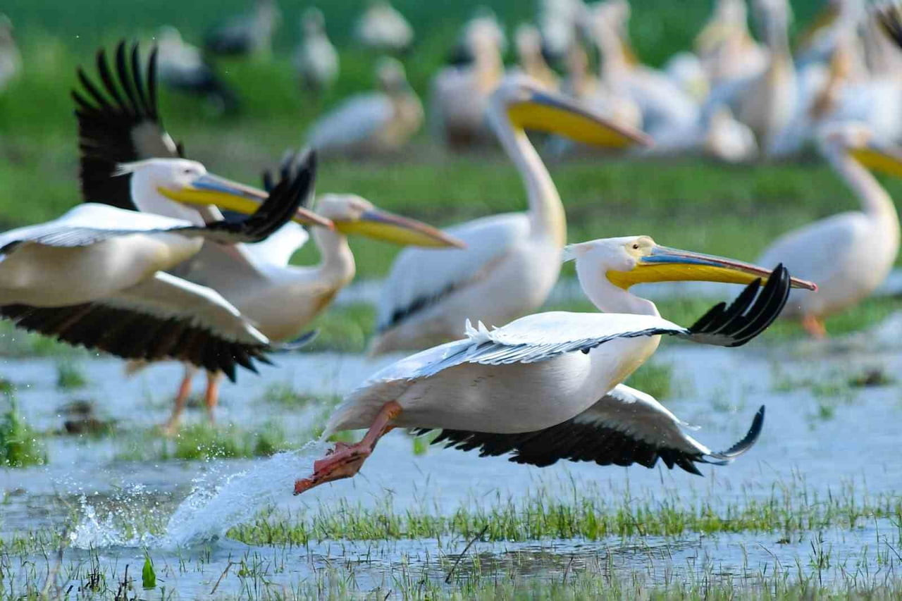 BURSA'NIN İNEGÖL İLÇESİNDEKİ BOĞAZKÖY BARAJI, BAHAR MEVSİMİNİN GELMESİ İLE PELİKANLARA DA EV...