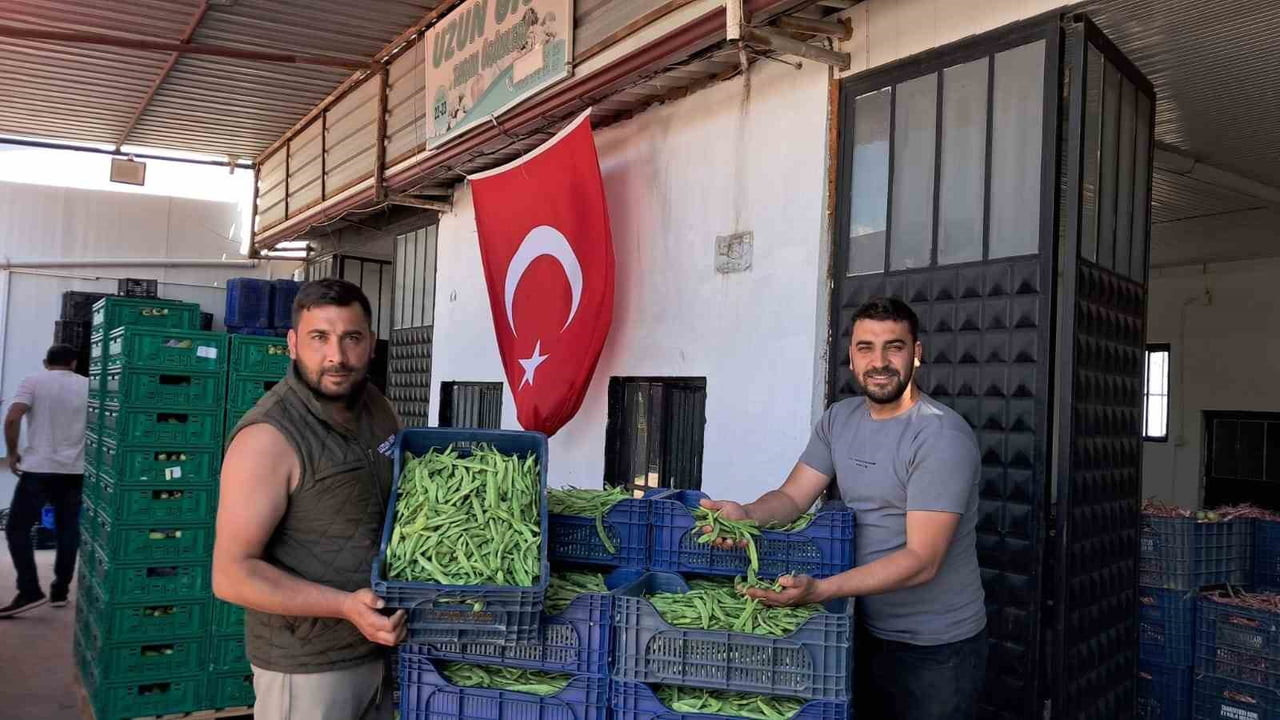BURSA'NIN İZNİK İLÇESİNE BAĞLI BOYALICA MAHALLESİ'NDE YÖRENİN ÖNEMLİ TARIM ÜRÜNLERİNDEN OLAN...