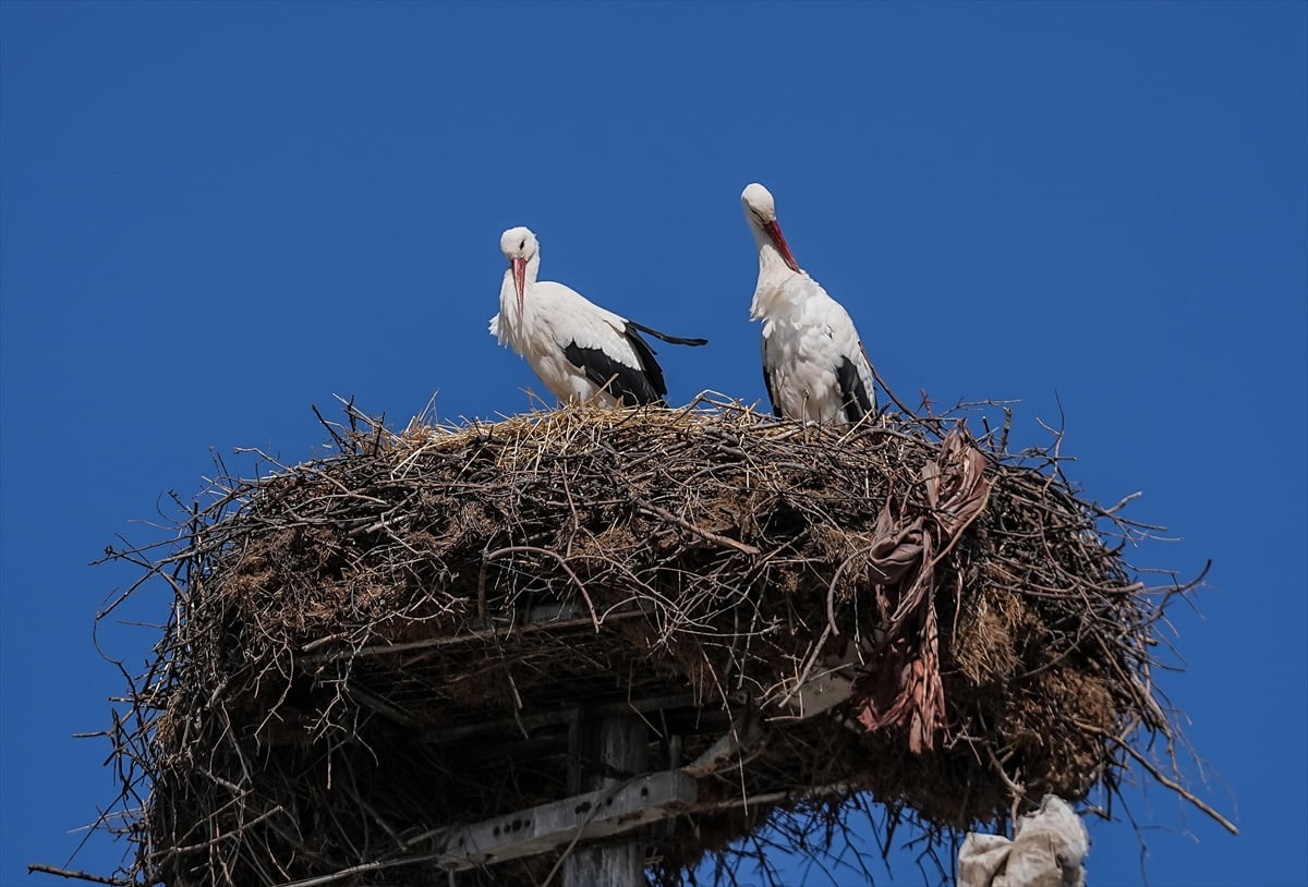 Bursa'nın Karacabey ilçesinde, Uluabat Gölü'nün kıyısındaki kırsal Eskikaraağaç Mahallesi'nin...