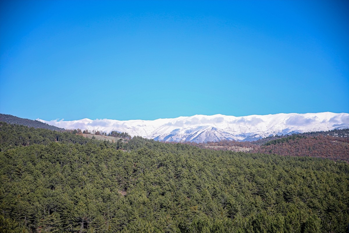 Bursa'nın Keles ilçesinde 109 hektarlık alanda yaklaşık 40 bin fidan dikilerek oluşturulan bal...