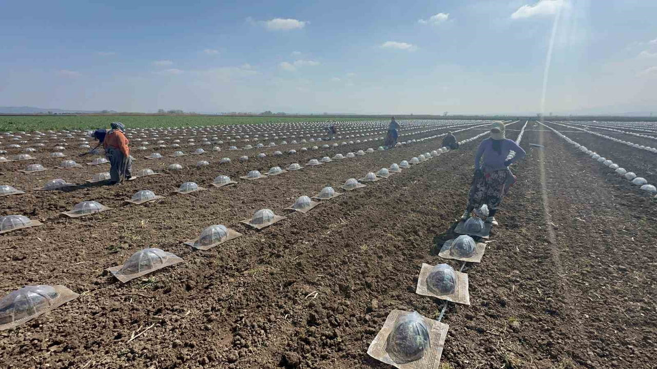 BURSA'NIN SEBZE ÜRETİLİYLE ÖNDE GELEN VE VERİMLİ TOPRAKLARIYLA BİLİNEN KARACABEY OVASI'NDA...