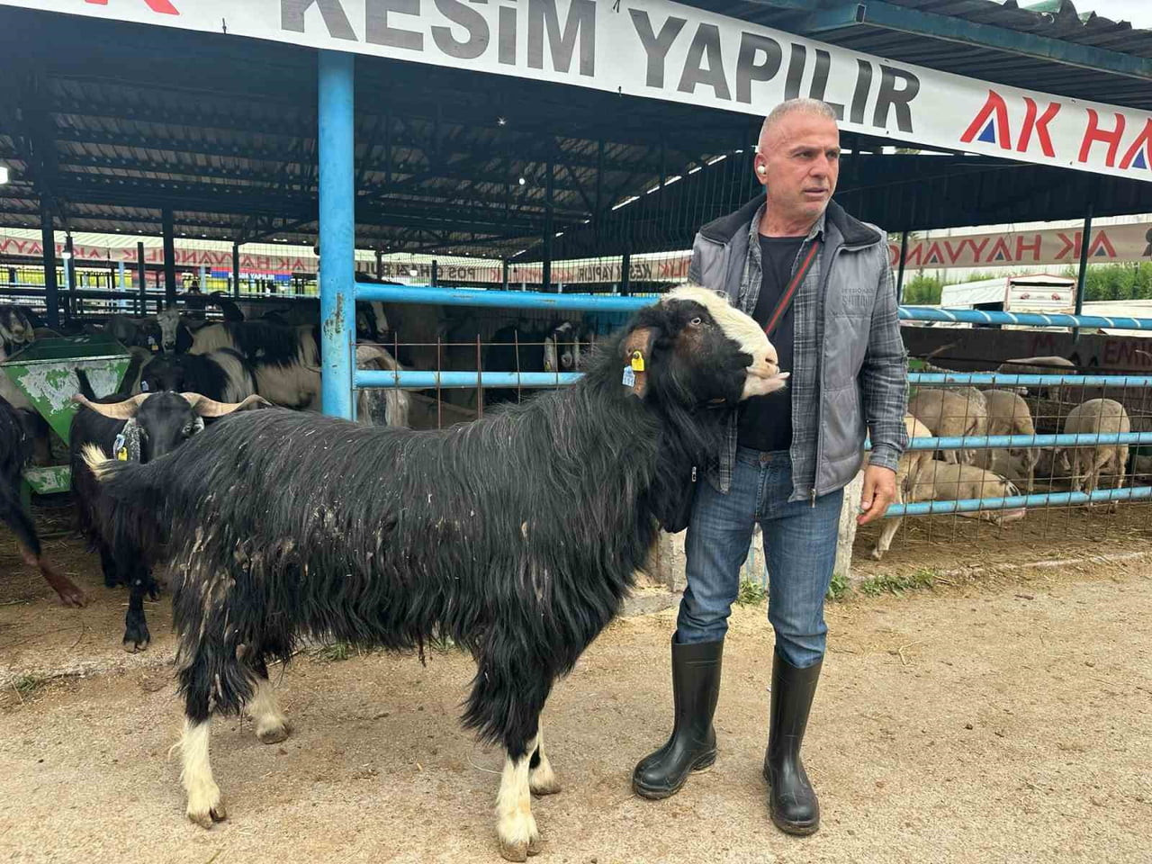 BURSA'NIN YILDIRIM İLÇESİNDEKİ İSABEY HAYVAN PAZARI'NDA AFYONKARAHİSAR'IN EMİRDAĞ İLÇESİNDEN...