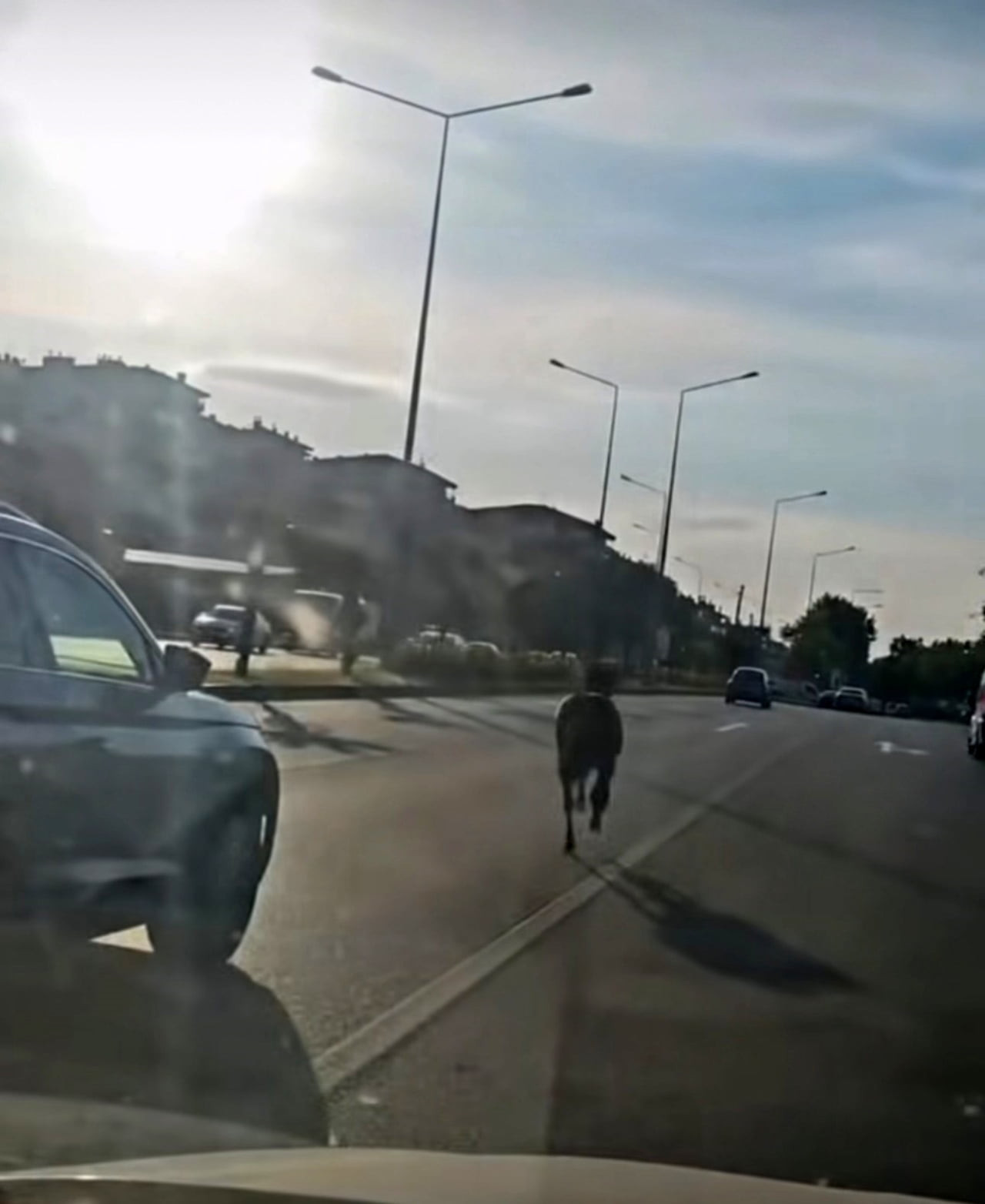 BURSA’DA ANA YOLA ÇIKAN BAŞIBOŞ AT, TRAFİKTE TEHLİKELİ ANLARIN YAŞANMASINA NEDEN OLDU.