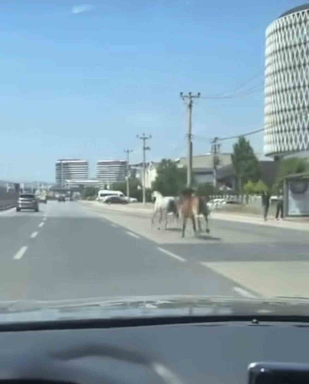 BURSA’DA ANA YOLA ÇIKAN BAŞIBOŞ İKİ AT, SÜRÜCÜLERE ZOR ANLAR YAŞATTI. TRAFİKTE TEHLİKE OLUŞTURAN...
