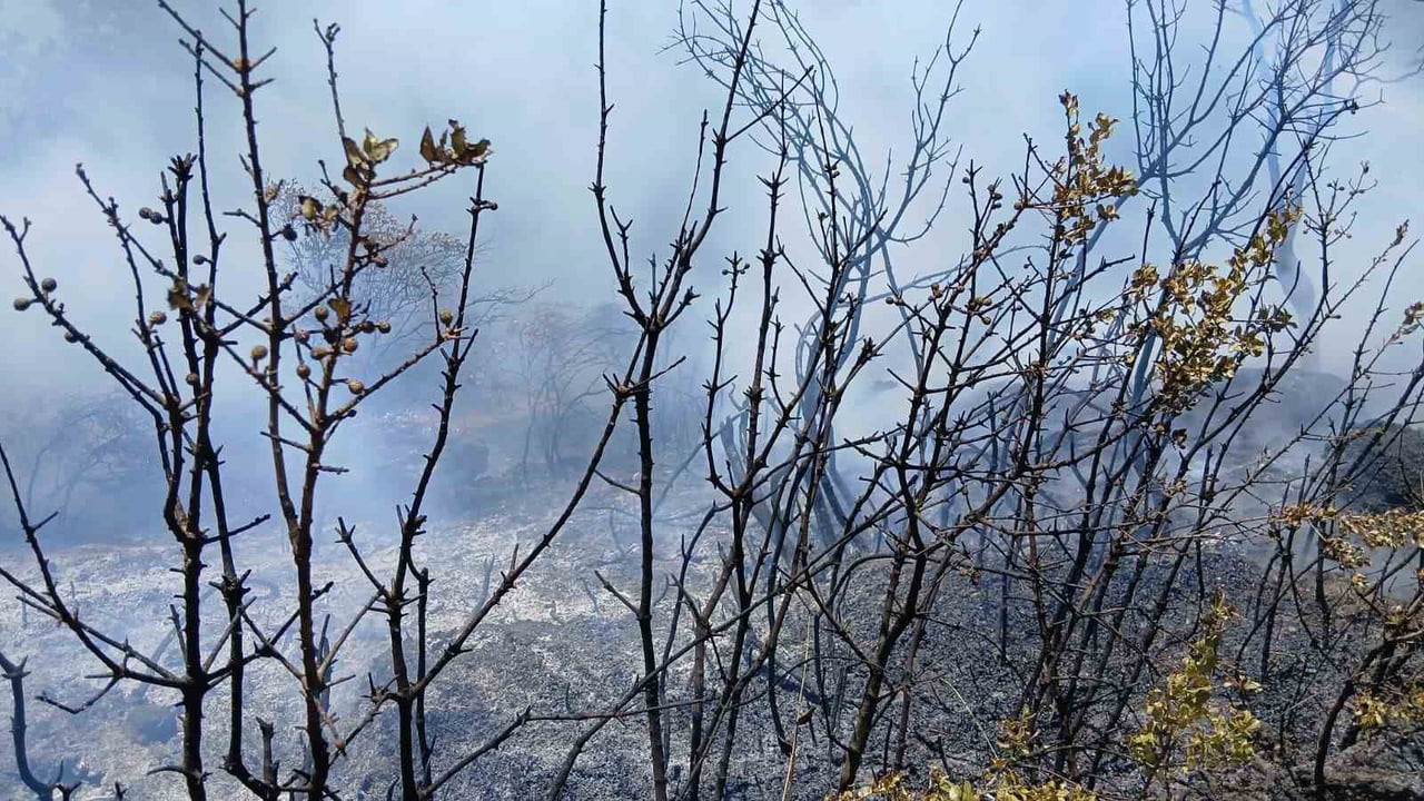 BURSA’NIN GEMLİK İLÇESİNDE PİKNİK ALANI YAKINLARINDA ÇIKAN YANGIN, EKİPLERİN ZAMANINDA...