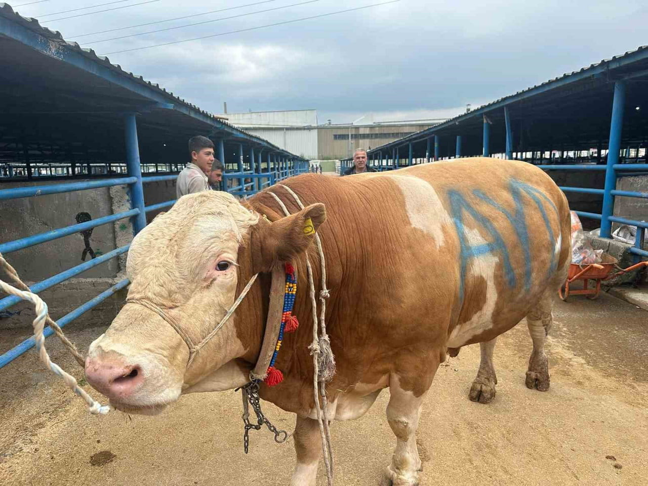 BURSA’NIN YILDIRIM İLÇESİNDE KURULAN İSABEY KURBAN PAZARI’NDA, YAKLAŞAN KURBAN BAYRAMI ÖNCESİ...