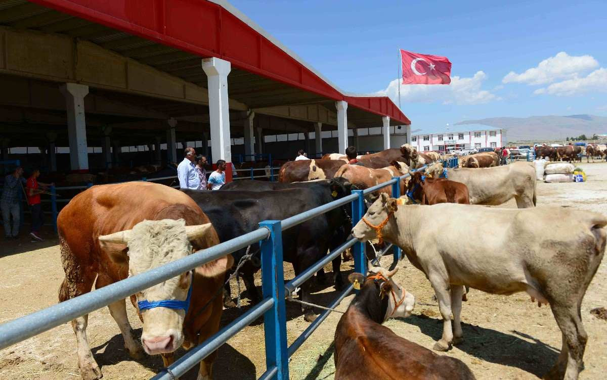 büyükbaş küçükbaş fiyatlar 2022